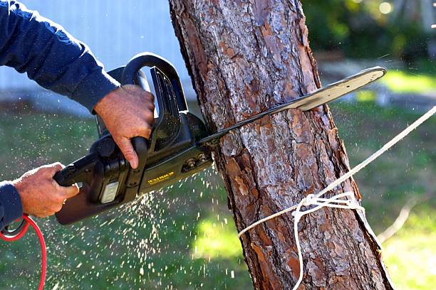 How Our Tree Care Process Works  in  Obetz, OH